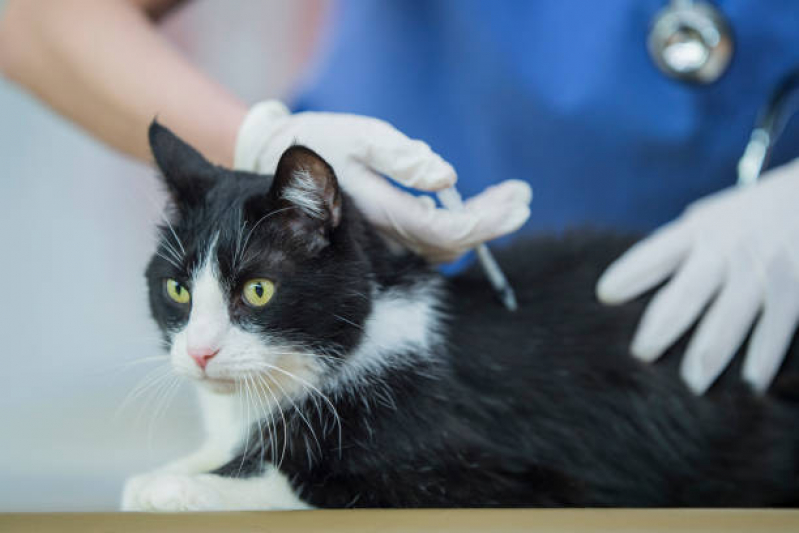 Aplicação de Vacina Antirrábica para Gato Catalão - Vacina de Raiva Cachorro