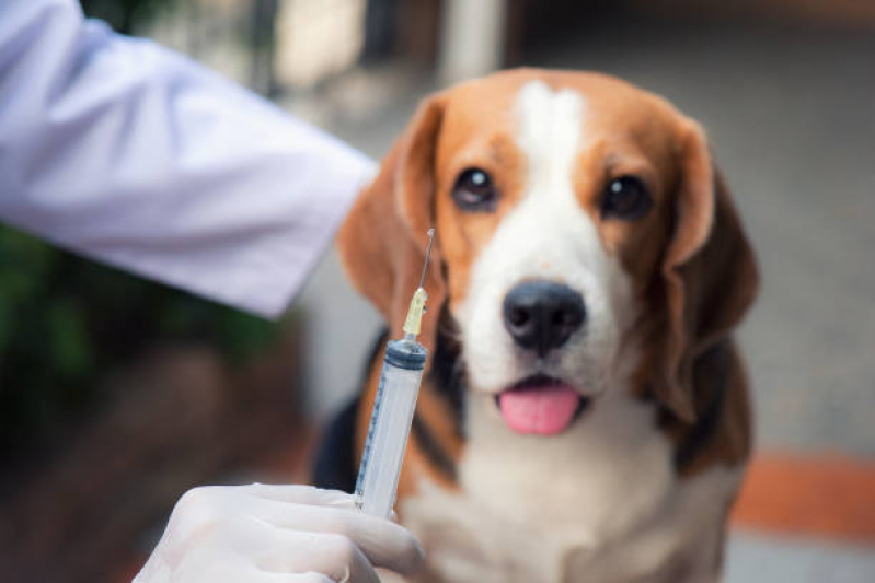 Aplicação de Vacina contra Raiva em Cachorro Sales Oliveira - Vacina de Raiva para Cachorro