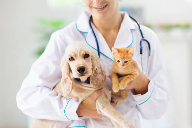 Aplicação de Vacina contra Raiva Gato Rincão - Vacina para Gato V4
