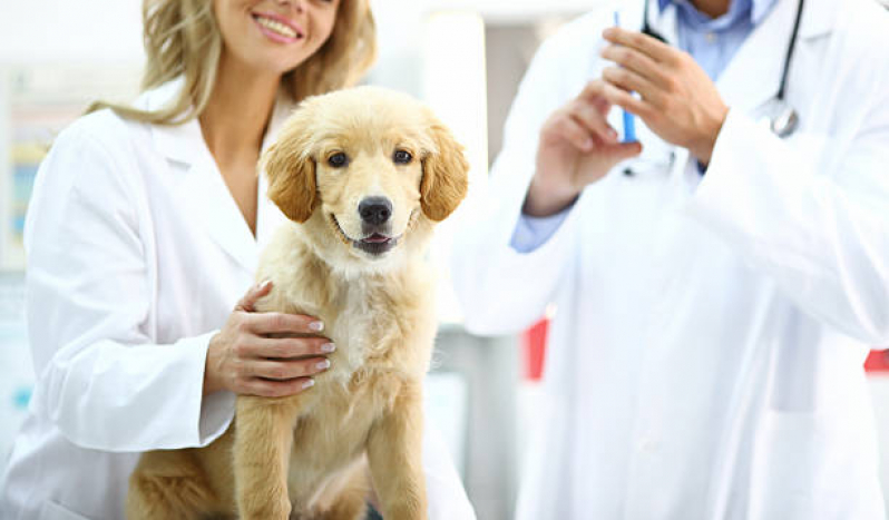 Aplicação de Vacina contra Raiva para Cachorro Alto do Ipiranga - Vacina de Raiva Cachorro