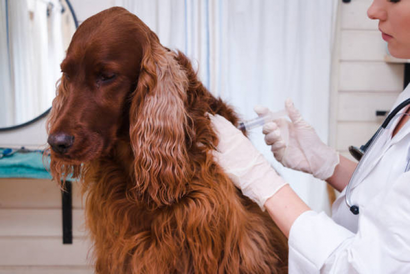 Aplicação de Vacina de Raiva Cachorro Restinga - Vacina de Raiva Cachorro