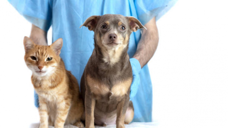 Aplicação de Vacina de Raiva Gato Sales Oliveira - Vacina de Raiva Cachorro