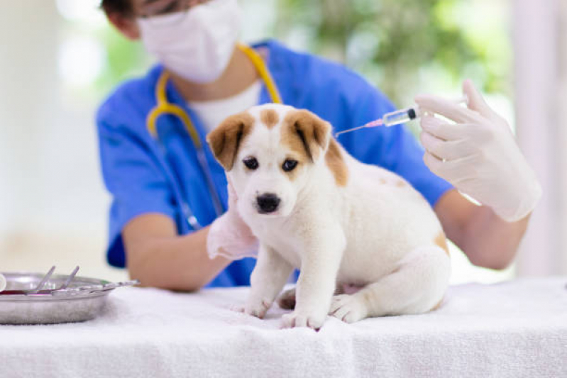 Aplicação de Vacina de Raiva para Cachorro Araçatuba - Vacina contra Raiva para Cachorro