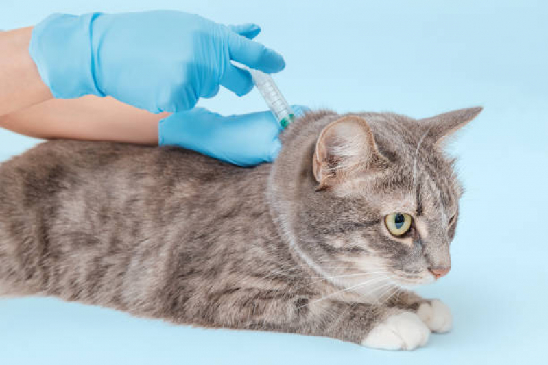 Aplicação de Vacina para Animais Silvestres Uberaba - Vacina de Raiva para Gatos