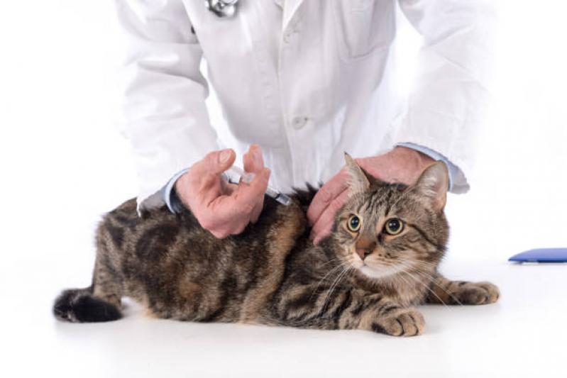 Aplicação de Vacina para Filhote de Gato Barrinha - Vacina de Raiva para Gatos