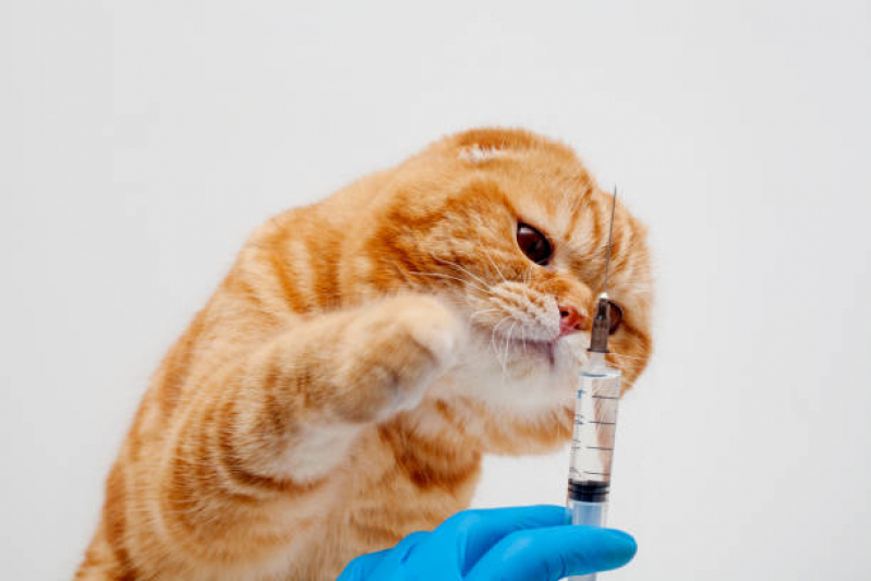 Aplicação de Vacina para Gato V4 Santa Rosa de Viterbo - Vacina de Raiva Gato