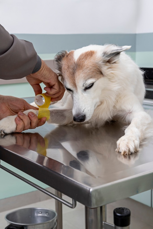Atendimento 24h para Cachorros Agendar Matão - Atendimento Canino Veterinário 24h