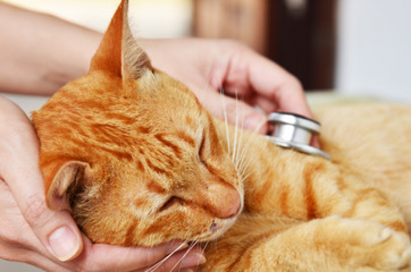 Atendimento 24h para Gatos Passos - Atendimento Canino Veterinário 24h