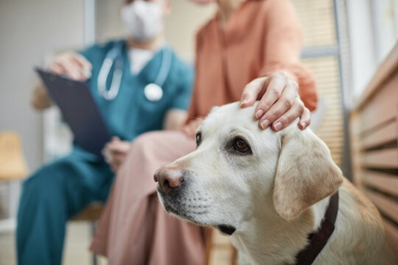Atendimento 24h para Pets Agendar Bebedouro - Atendimento Canino Veterinário 24h