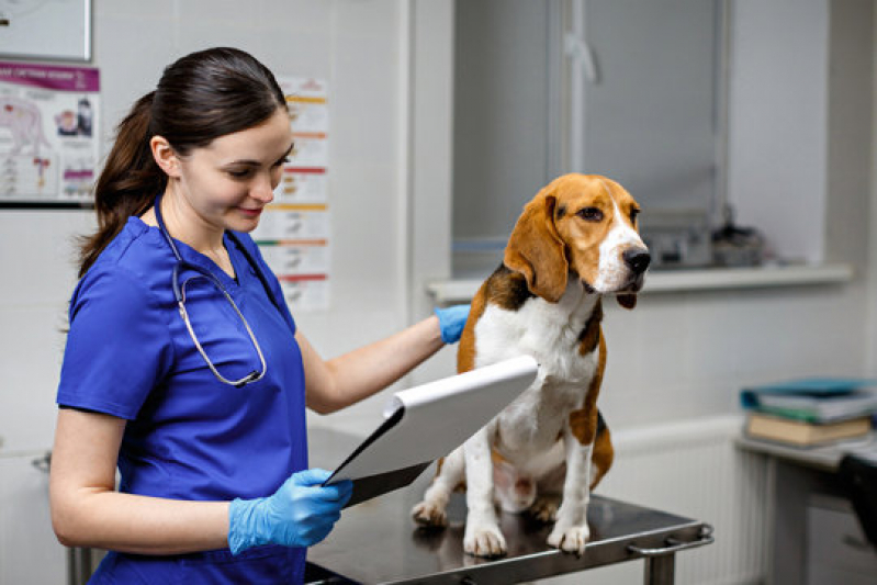 Atendimento Veterinário 24 Horas Agendar Pontal - Atendimento 24h para Pets