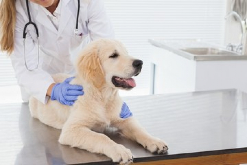 Atendimento Veterinário 24h Agendar Pontal - Atendimento 24h para Cachorros
