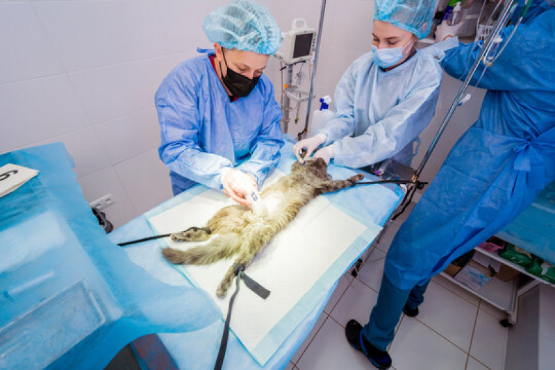 Cirurgia Animal Clínicas Jardim Irajá - Cirurgia para Gatos