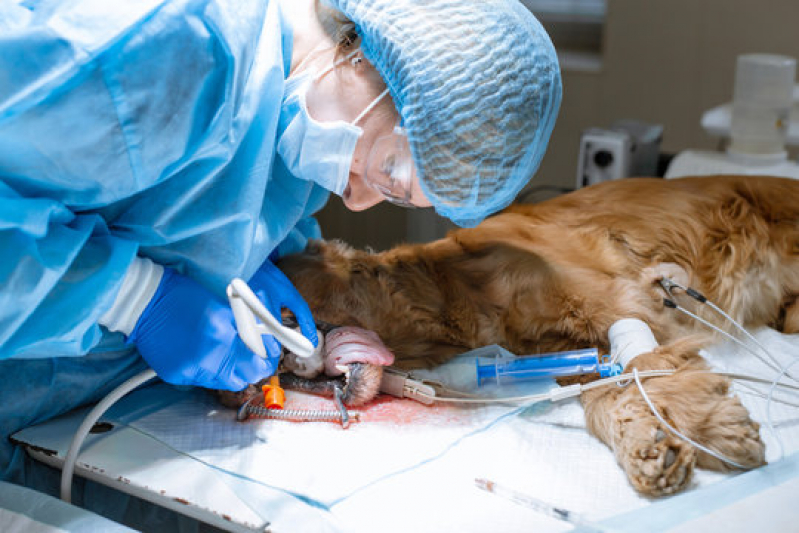 Cirurgia Animal Marcar Taiúva - Cirurgia Ortopédica em Cachorro
