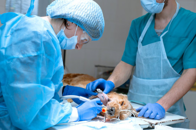 Cirurgia Animal Viradouro - Cirurgia em Animais Ribeirão Preto