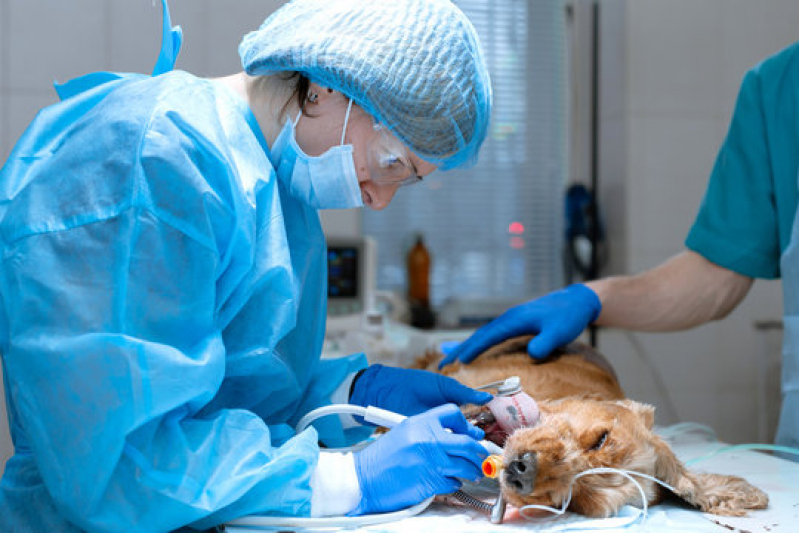 Cirurgia em Animais de Pequeno Porte Marcar Serrana - Cirurgia para Cachorros de Pequeno Porte