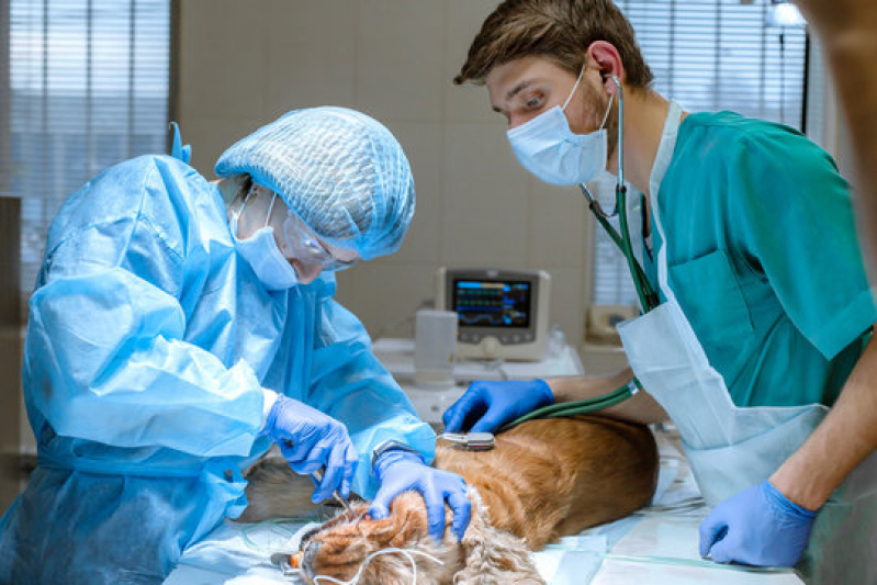 Cirurgia em Animais de Pequeno Porte Jardim Juliana - Cirurgia para Gatos