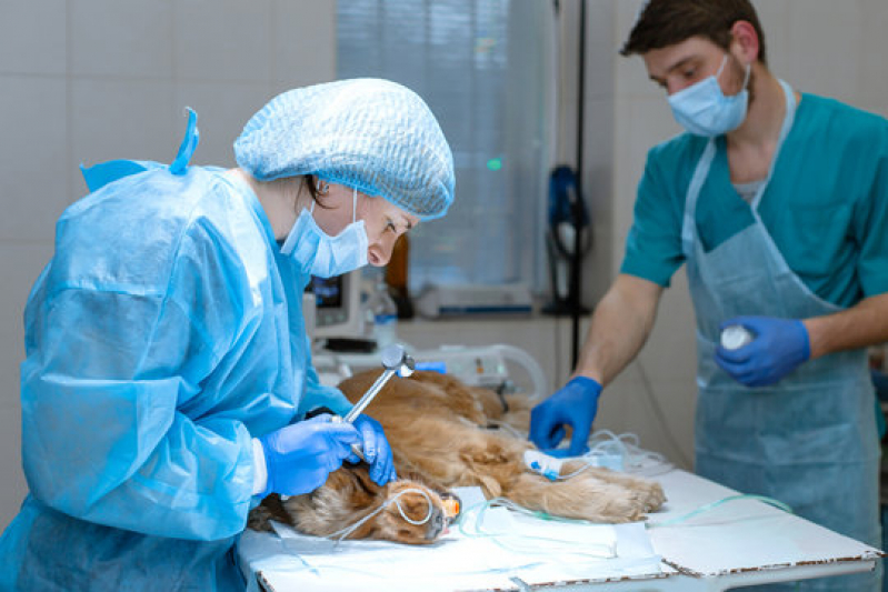 Cirurgia em Pequenos Animais Marcar Bebedouro - Cirurgia em Animais Ribeirão Preto