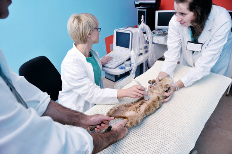 Cirurgia Ortopédica em Cachorro Vila Santa Terezinha - Cirurgia Animal