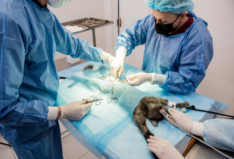 Cirurgia Ortopédica em Cães Marcar Florestan Fernandes - Cirurgia para Gatos