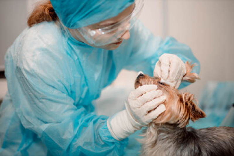 Cirurgia Ortopédica Veterinária Clínicas Serra Azul - Cirurgia para Gatos