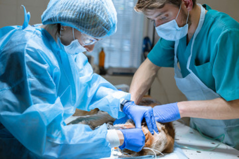 Cirurgia Ortopédica Veterinária Marcar Vila Seixas - Cirurgia em Animais São Paulo