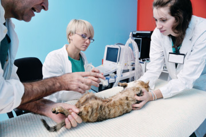 Cirurgia Ortopédica Veterinária Jardim Flórida - Cirurgia para Gatos