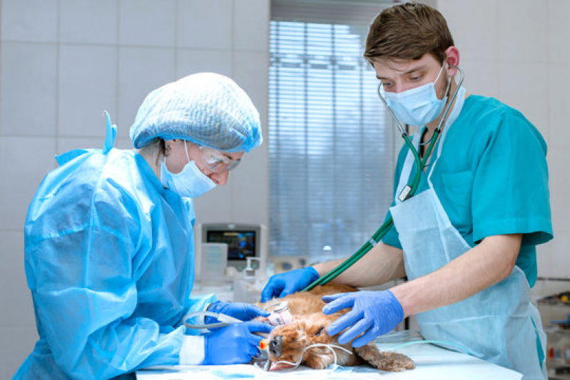 Cirurgia para Animais de Médio Porte Jardim Antártica - Cirurgia Ortopédica em Cachorro