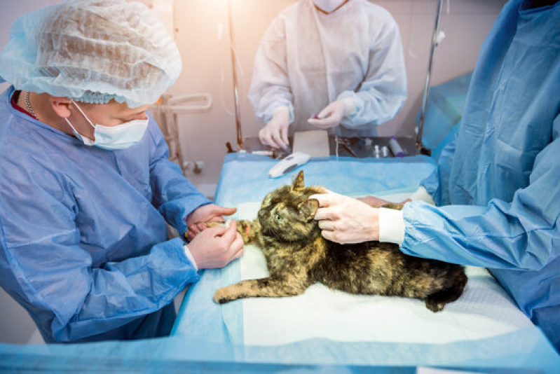 Cirurgia para Gatos Marcar Barrinha - Cirurgia em Animais São Paulo
