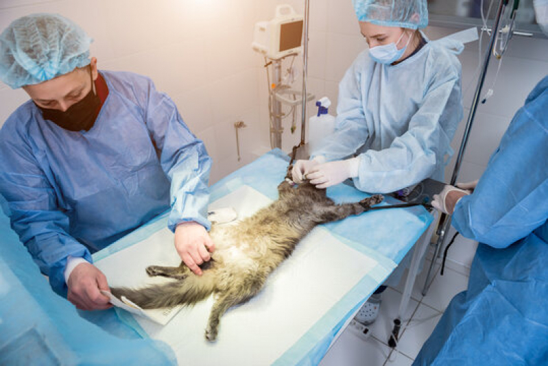 Cirurgia para Gatos Cravinhos - Cirurgia Animal
