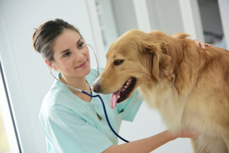 Clínica com Atendimento 24h para Cães Alto da Boa Vista - Atendimento 24h para Pets