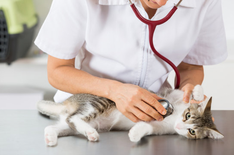 Clínica com Atendimento 24h para Gatos Severinia - Atendimento Veterinário 24 Horas