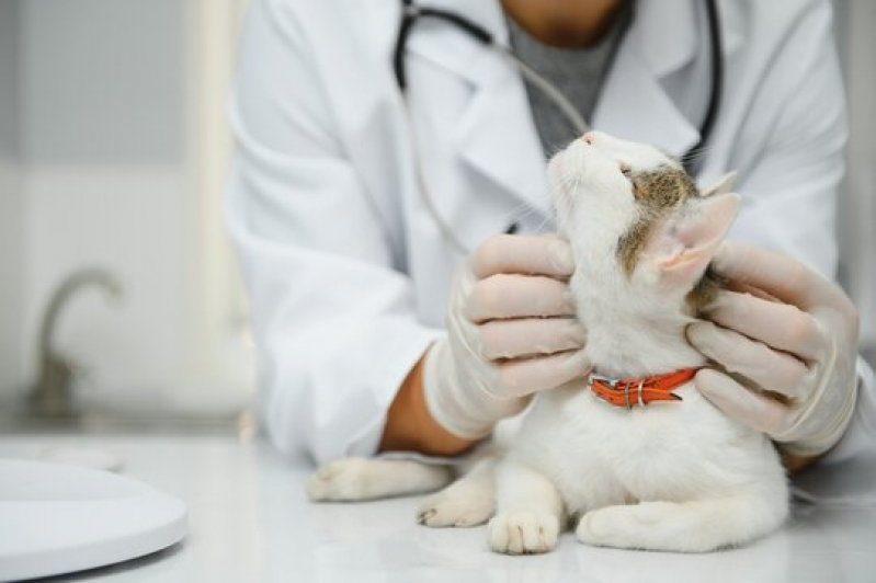 Clínica Especialista em Patologia para Bichos Barrinha - Patologia para Gatos