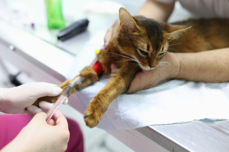 Clínica Especialista em Patologia para Gatos Royal Park - Patologia Clínica Veterinária