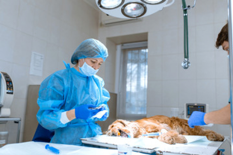 Clínica Especializada em Cirurgia em Animais Sales Oliveira - Cirurgia Ortopédica em Cachorro