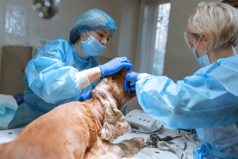 Clínica Especializada em Cirurgia em Pequenos Animais Vila Seixas - Cirurgia Animal