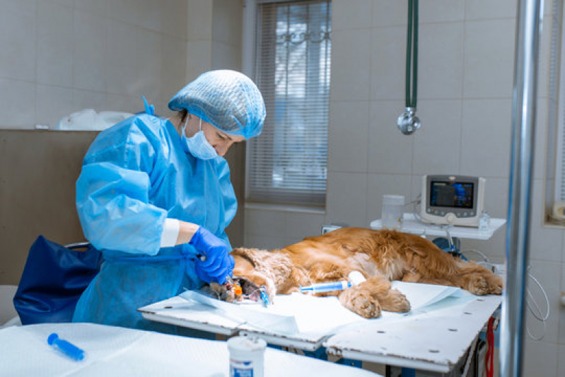 Clínica Especializada em Cirurgia Ortopédica em Cachorro Vila Saudade - Cirurgia em Animais São Paulo