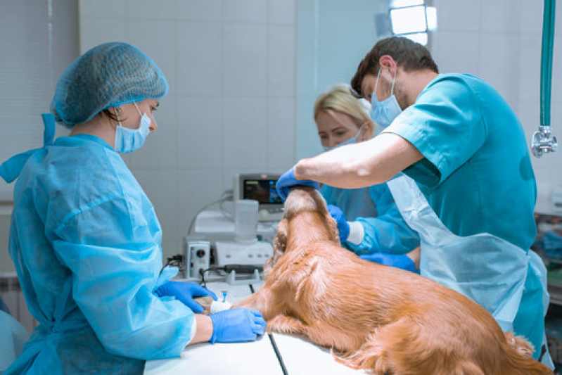 Clínica Especializada em Cirurgia para Cachorros de Pequeno Porte Pradópolis - Cirurgia em Animais Ribeirão Preto