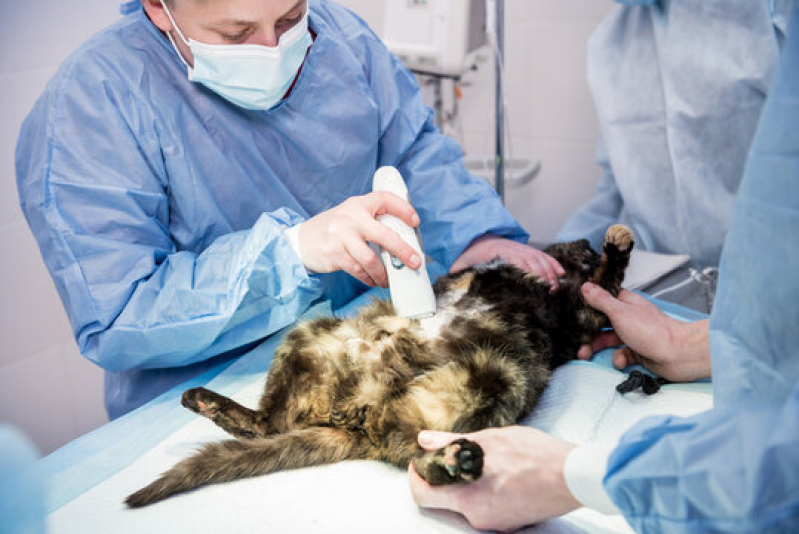 Clínica Especializada em Cirurgia para Gatos Guaíra - Cirurgia para Gatos