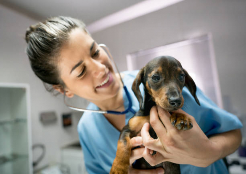 Clínica Especializada em Endocrinologia Animal Jardinópolis - Endocrinologia para Cachorro de Pequeno Porte