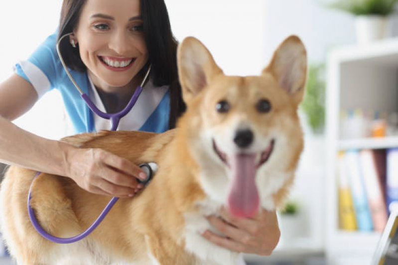 Clínica Especializada em Endocrinologia de Cachorro São Carlos - Endocrinologia para Animais de Pequeno Porte