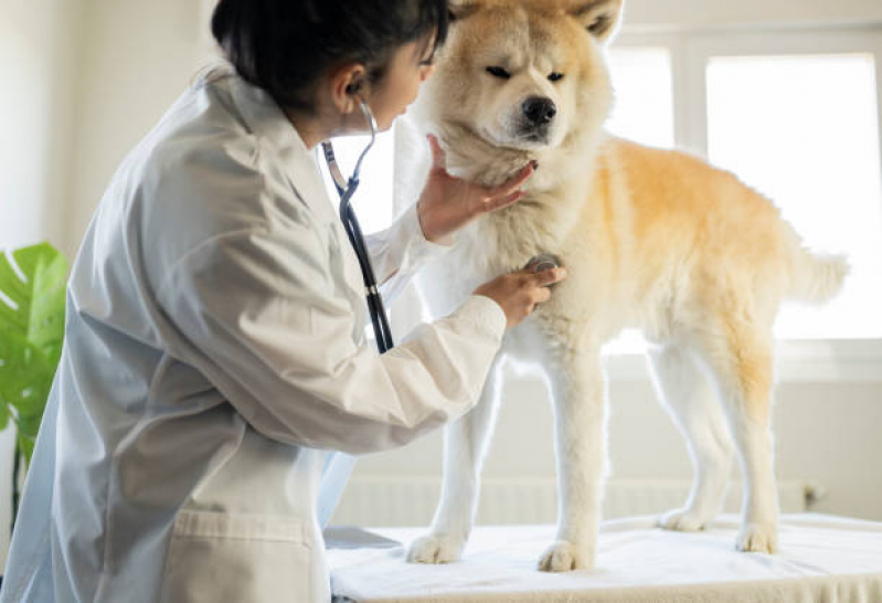 Clínica Especializada em Endocrinologia para Cachorro de Pequeno Porte Orlândia - Endocrinologia para Cães de Grande Porte