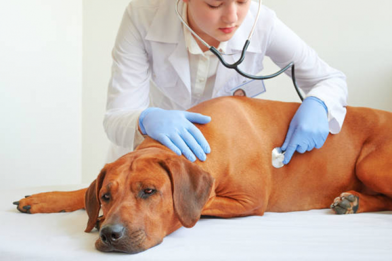 Clínica Especializada em Endocrinologia para Cães de Grande Porte Patrocínio - Endocrinologia para Animais