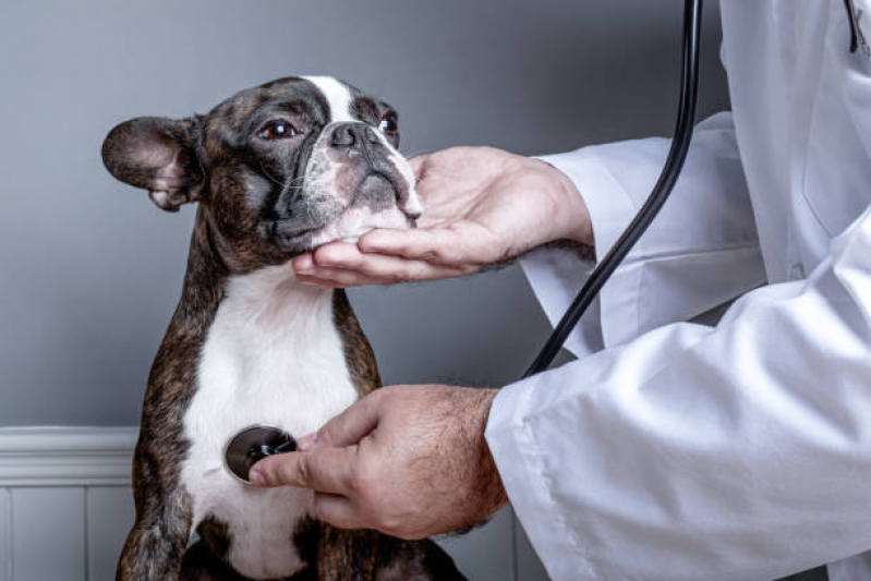 Clínica Especializada em Endocrinologia para Cães de Médio Porte Tabapuã - Endocrinologia Animal