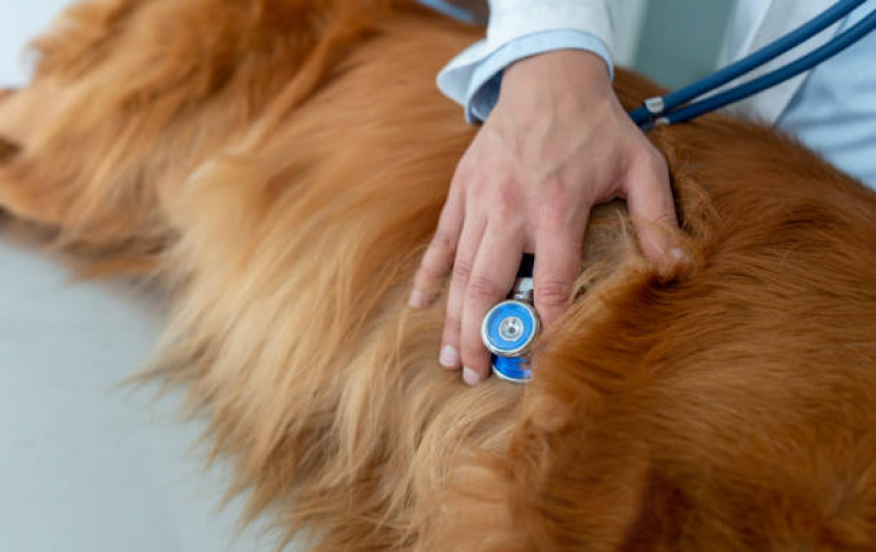 Clínica Especializada em Endocrinologia para Cães e Gatos Jardim Mosteiro - Endocrinologia para Cachorro