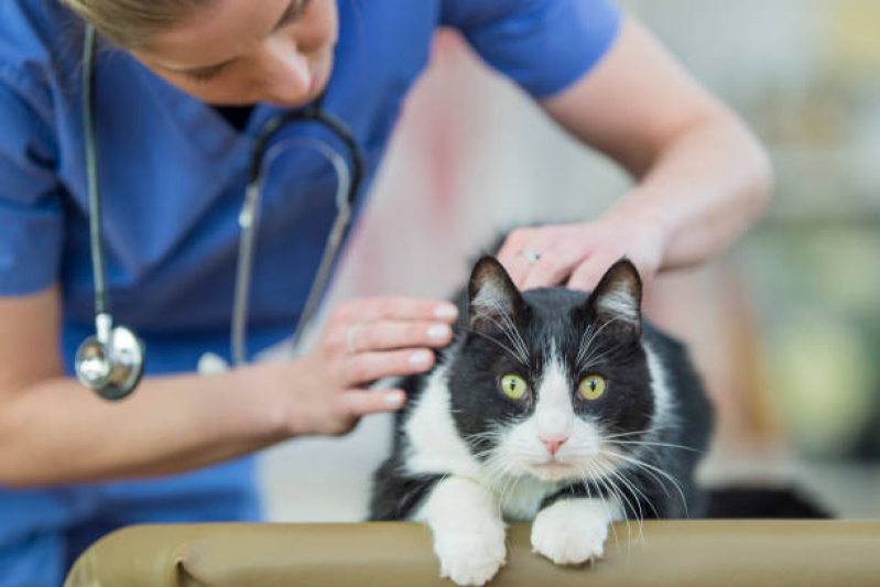 Clínica Especializada em Endocrinologia para Gatos Morro Agudo - Endocrinologia para Gatos