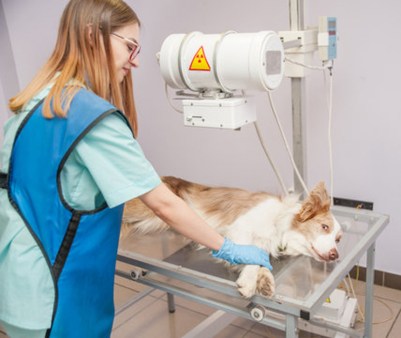 Clínica Especializada em Exame de Raio X para Gatos Nuporanga - Exame de Raio X em Cachorro