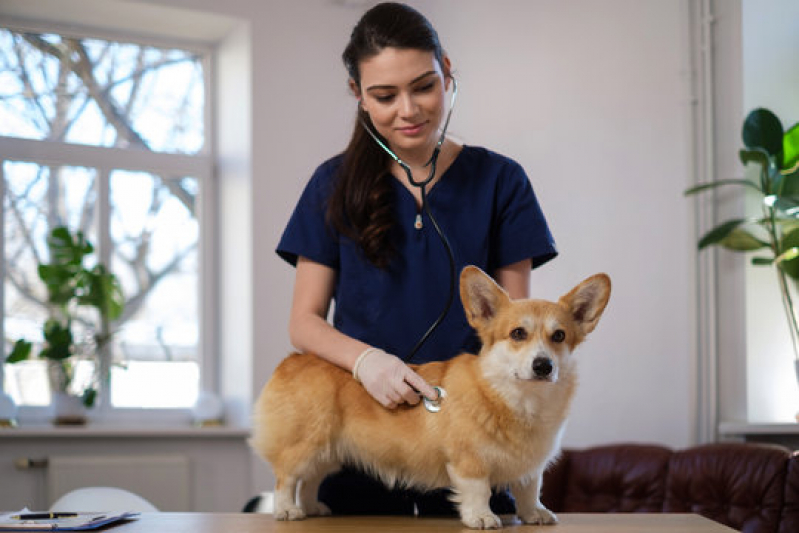 Clínica Especializada em Gastroenterologia de Pequenos Animais São Simão - Gastroenterologia para Pet
