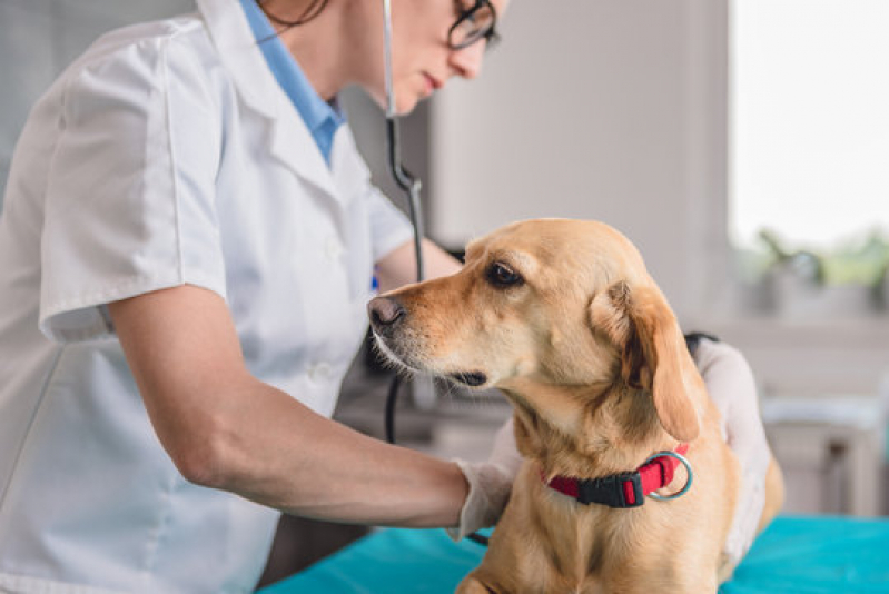 Clínica Especializada em Gastroenterologia para Animais de Estimação Guatapará - Gastroenterologia para Cachorros