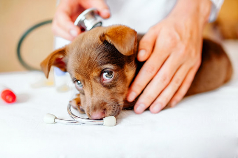 Clínica Especializada em Gastroenterologia para Cachorro Pouso Alegre - Gastroenterologia para Animais de Estimação