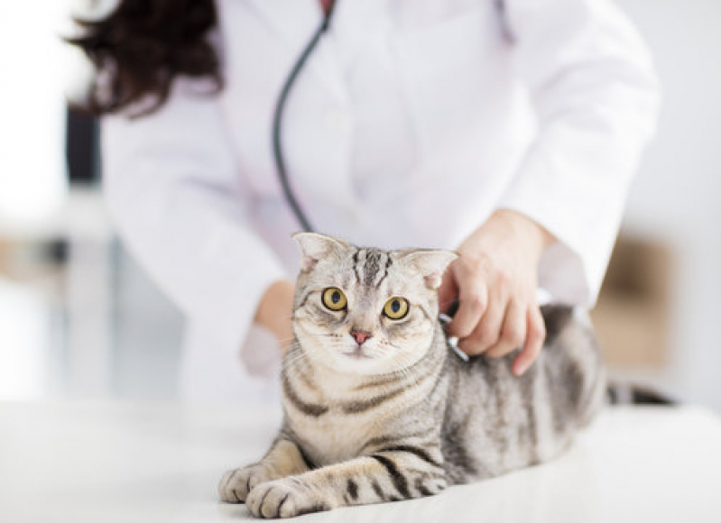 Clínica Especializada em Gastroenterologia para Felinos Jardim Recreio - Gastroenterologia para Gatos